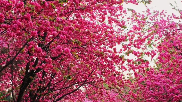 6D5N · Group Tours · Yunnan + Kunming + Dali City + Lijiang + Erhai Lake + Yulong Snow Mountain + Stone Forest Scenic Area