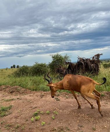 3D2N • Unforgettable 3 days Murchison falls.