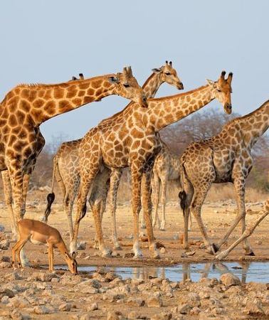 7D6N • 7 Days-Desert adventure, Swakopmund & Etosha Lodging Tour