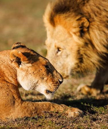 7D6N • Queen Elizabeth II Coronation tour – from the legend of treetops to grassland epics: the wandering civilization of East Africa