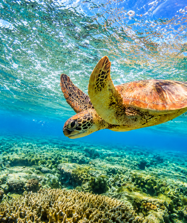 10D9N • Australia + Melbourne + Cairns + Sydney + Great Barrier Reef