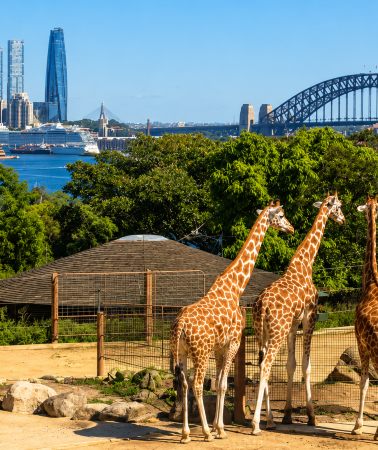 6D5N • Sydney, Australia + Taronga Zoo Sydney + Sydney Opera House Interior Exploration “Accommodation Not Included”