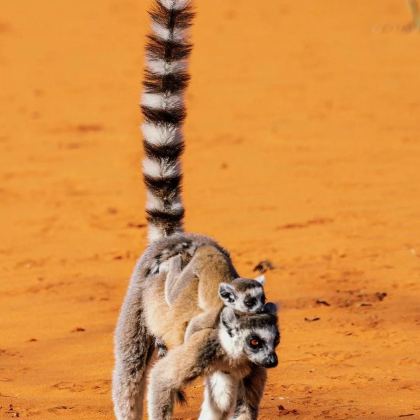 马达加斯加+留尼汪（法属）+毛里求斯+塞舌尔16日14晚私家团