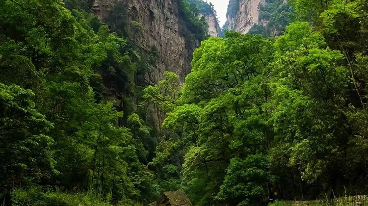 张家界+天门山+凤凰3日2晚拼小团·【纯玩4钻】8人小团《阿凡达》【袁家界】天然氧吧【金鞭溪】百龙天梯【十里画廊】峰林【天子山】天门山【索道往返】穿山【天门洞】登高空【玻璃栈道】凤凰夜景+苗服体验