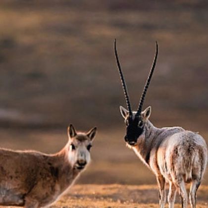 西藏阿里+拉萨+冈仁波齐+珠峰大本营8日7晚私家团