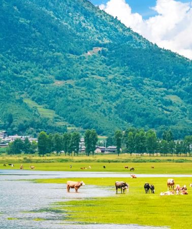 7D6N • No surcharge for Christmas. Solo Accepted: Kunming + Dali + Lijiang + Shangri-La 