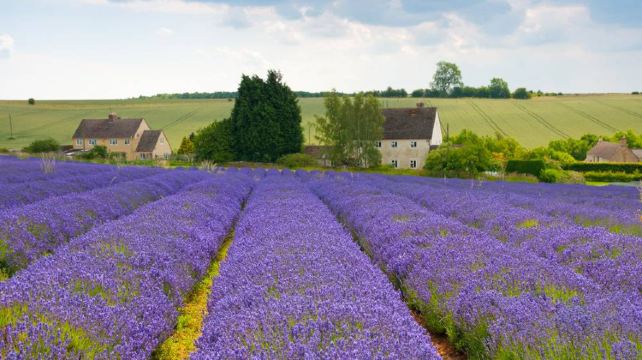 <5天>【侏罗纪海岸线 夏季限定薰衣草庄园】·南部海岸线+白崖+康沃尔+科茨沃尔德：七姐妹国家公园、网红白崖、巨石阵、圣艾夫斯小镇、天涯海角、米纳克剧场、伯恩茅斯码头、水上伯顿、拜伯里小镇(1人成团)