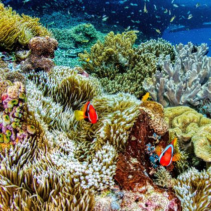 龙目岛+吉利群岛+科莫多6日5晚私家团