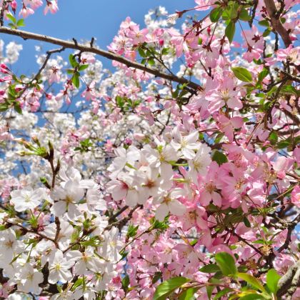 武汉+长江三峡+三峡大坝旅游区4日3晚拼小团