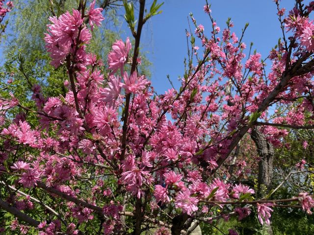 上海南汇桃花村旅行图片 7