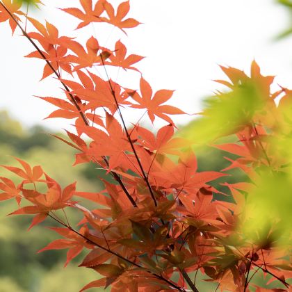 日本名古屋+金泽+高山市+白川乡7日6晚私家团