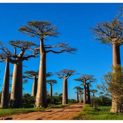 马达加斯加+塞舌尔12日自由行