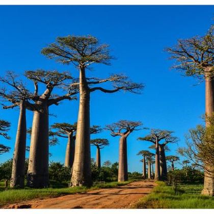 马达加斯加+塞舌尔12日自由行