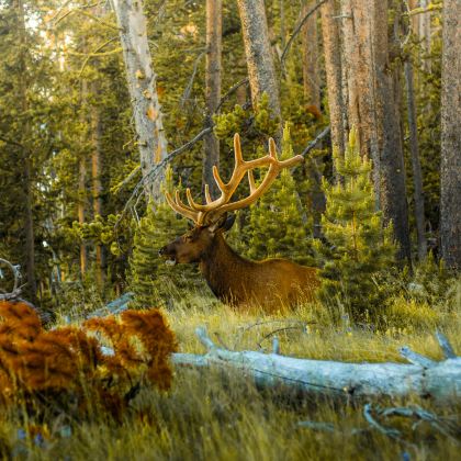 美国盐湖城+黄石国家公园3日2晚私家团