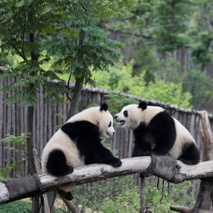 成都大熊猫繁育研究基地+蜀南竹海+自贡方特恐龙王国+乐山大佛6日5晚私家团