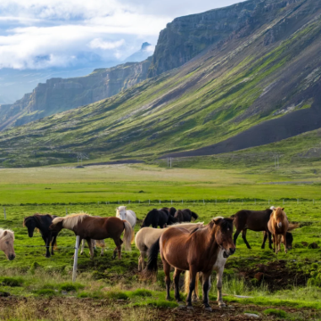 冰岛雷克雅未克+黄金旅游圈+蓝湖6日5晚拼小团