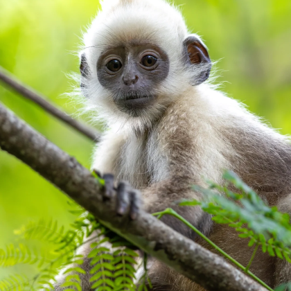 广西南宁+德天瀑布+通灵峡谷+明仕田园5日4晚拼小团