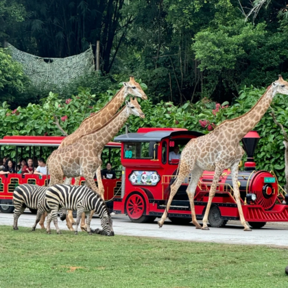 户外活动·广州深圳香港6天亲子营【长隆遇上迪士尼】【广州长隆野生动物世界+香港迪士尼乐园】+【亲子徒步海岸线+财商挑战+赶海活动】+【太空研究院+改革开放展览馆+莲花山】