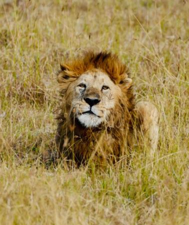 4D3N • Tanzania + Serengeti + Ngorongoro + Wildlife safari tracking