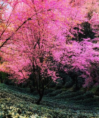 8日7晚 • 昆明8天團 · 🍁賞秋天金黃夢幻美景 🌸雲南、昆明、 騰沖、 大理、大理古城、固東銀杏村、無量山(冬日賞櫻)、巍山古城、洱海生態廊道 【2晚騰沖溫泉酒店+2晚昆明國際品牌豪華酒店】
