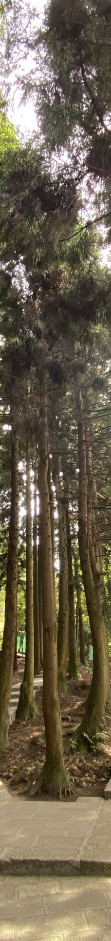 黄石寨索道-张家界