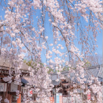 日本大阪+京都8日7晚跟团游