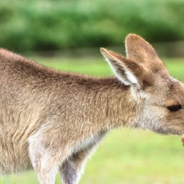 澳大利亚阿德莱德11日9晚私家团