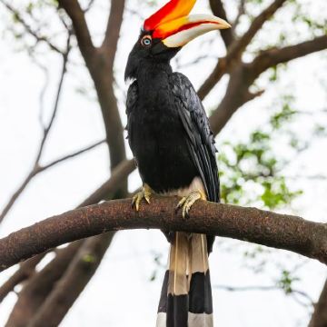马来西亚山打根6日5晚私家团