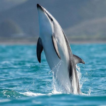 新西兰北岛+南岛14日11晚跟团游