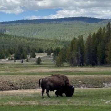 洛杉矶+怀俄明州+盐湖城+黄石国家公园8日7晚私家团