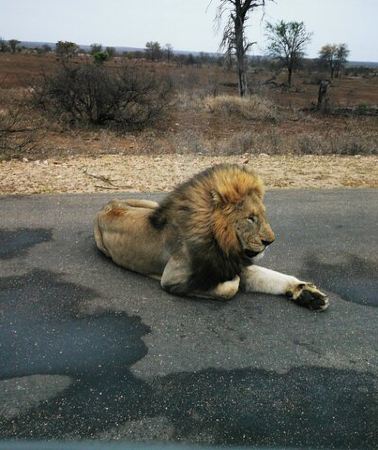 3D2N • Private Kruger National Game Park three day tour