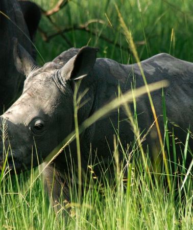 18D17N • From Entebbe: 18-Day Uganda and Rwanda Safari Tour