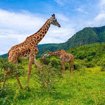 肯尼亚+坦桑尼亚11日10晚跟团游