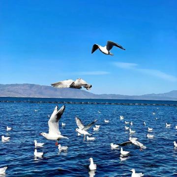 丽江+大理市+鸡足山6日5晚拼小团