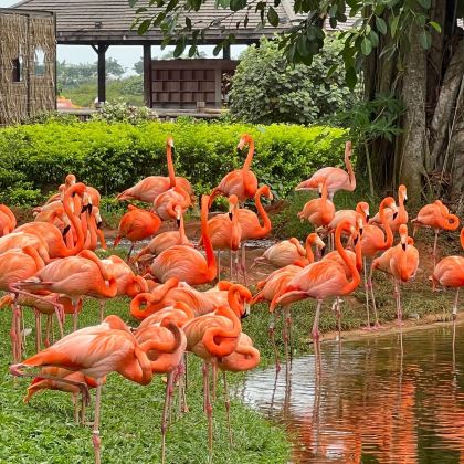 海口+陵水+三亚+昌江+儋州12日11晚私家团