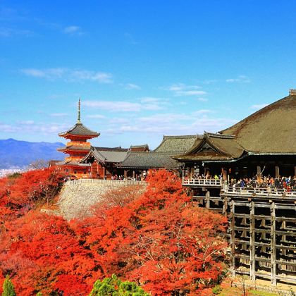 日本大阪+京都+金阁寺+清水寺+贵船神社+岚山+奈良+天桥立+伊根的舟屋+平等院8日7晚跟团游