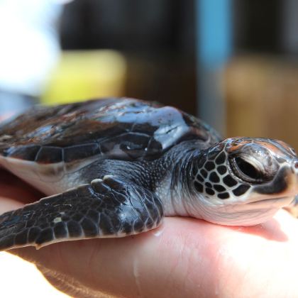 斯里兰卡科伦坡+贾夫纳+亭可马里+康提+美蕊沙+加勒14日13晚私家团