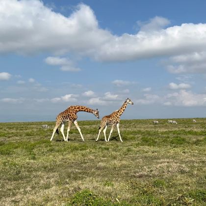 肯尼亚+坦桑尼亚12日9晚拼小团