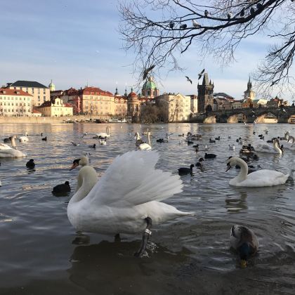 德国+捷克+奥地利+匈牙利+瑞士+保加利亚+罗马尼亚+塞尔维亚14日13晚跟团游