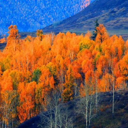 新疆北疆+伊犁13日12晚拼小团