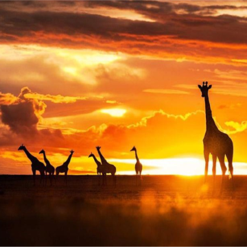 肯尼亚12日11晚拼小团