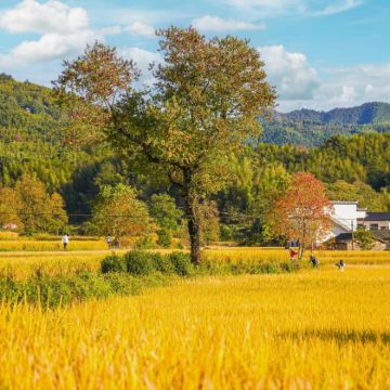 黄山+绩溪+宁国+宣城5日4晚自由行