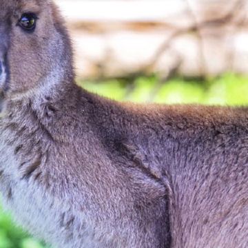 澳大利亚阿德莱德+澎湃粉红湖8日5晚私家团