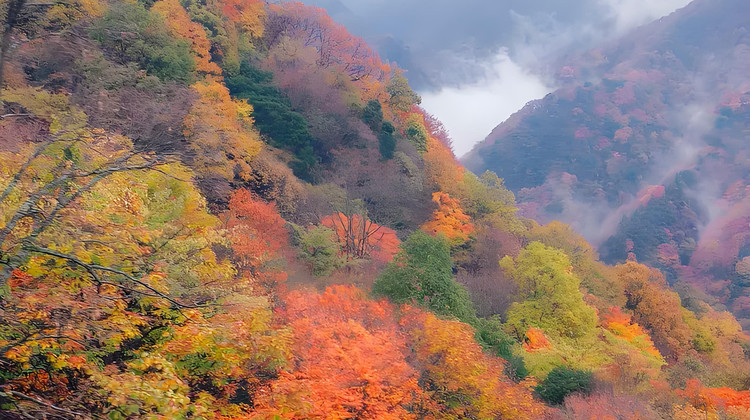 寶雞黃柏塬+華陽古鎮(zhèn)+漢中龍頭山國際旅游度假區(qū)+黎坪森林公園+光霧山旅游景區(qū)+米倉山國家森林公園+十八月潭景區(qū)5日4晚私家團