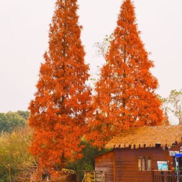 扬州+镇江+泰州5日4晚私家团