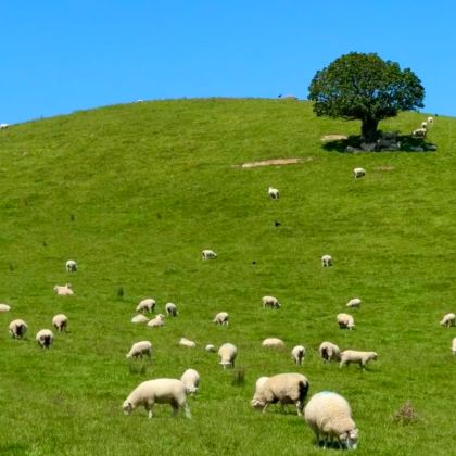 新西兰+斐济13日12晚私家团