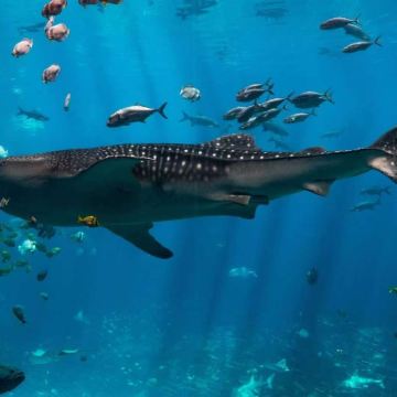 美国亚特兰大+华盛顿+纽约9日8晚私家团