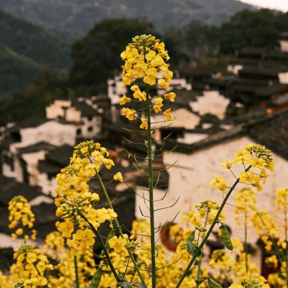 江西景德镇+婺源5日4晚私家团