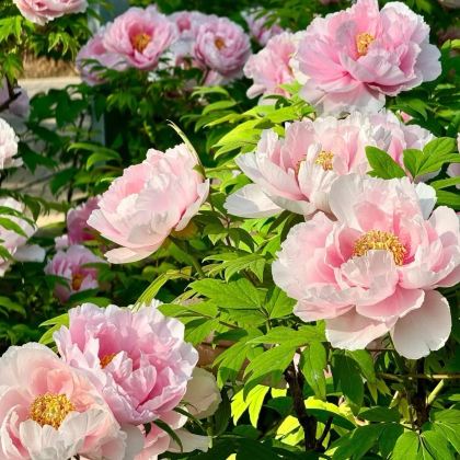 河南洛阳+开封+郑州+清明上河园+少林寺+龙门石窟+白马寺+河南博物院4日3晚私家团