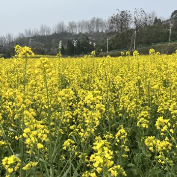 汉中+龙头山+兴汉胜境2日1晚跟团游